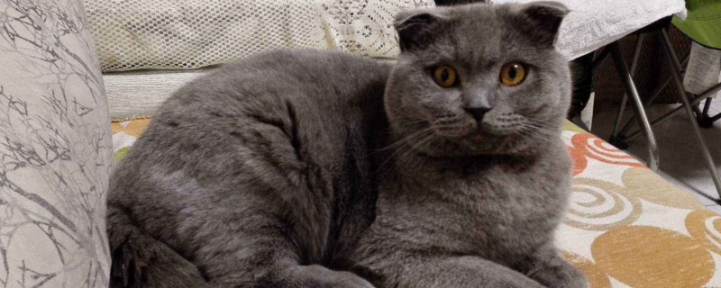 英短蓝猫公猫闹猫表现
