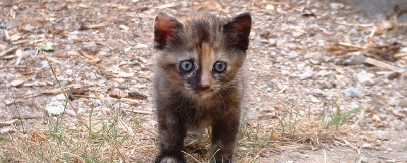 小猫尿床怎么办