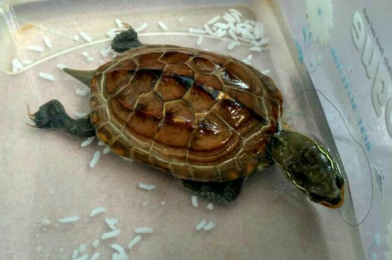 乌龟吃什么水果