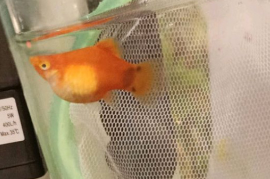 红箭鱼多久繁殖一次