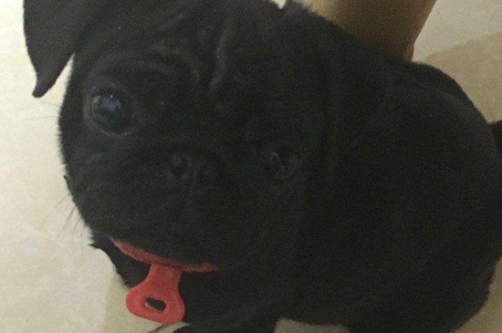 黑色巴哥犬为什么稀少，黑色代表不吉利且价格昂贵