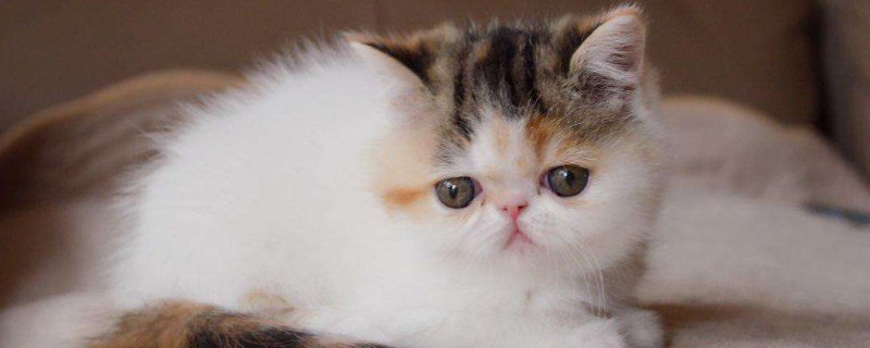 养加菲猫攻略