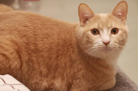 猫可以吃橘子吗
