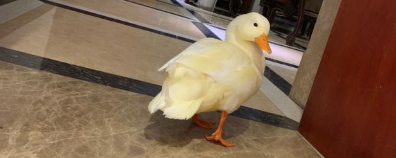 柯尔鸭可以定点排便吗