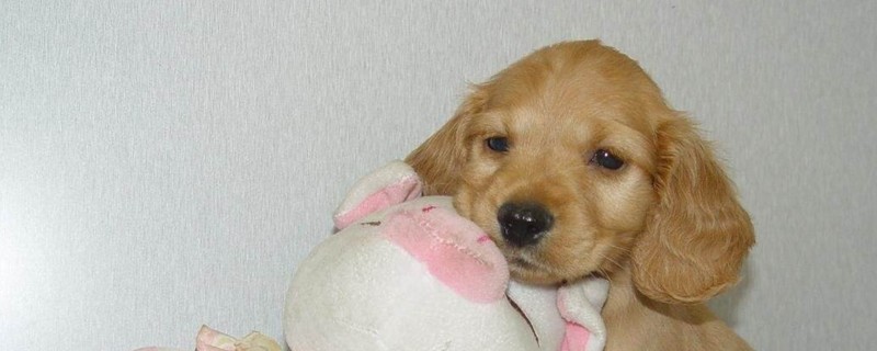 可卡犬掉毛严重吗