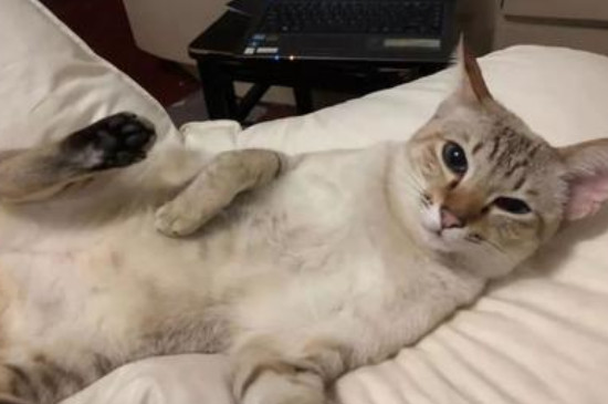 猫咪喜欢睡枕头原因,猫咪为啥爱睡主人的枕头