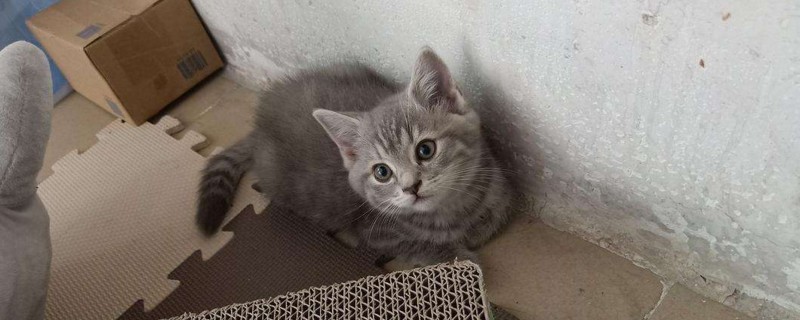 换猫砂猫会不适应吗