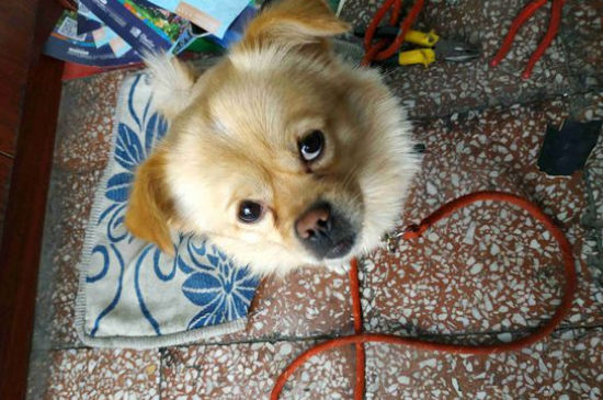 土狗怎么申请狗证