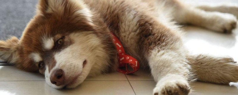 阿拉斯加犬怎么训练上厕所