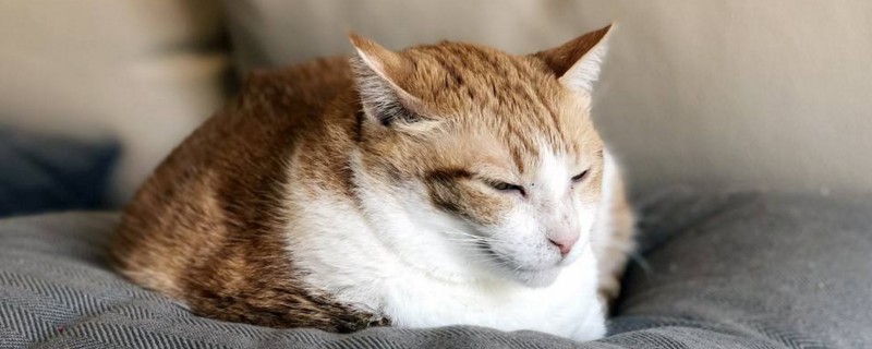 宿舍养猫怎么不让猫叫
