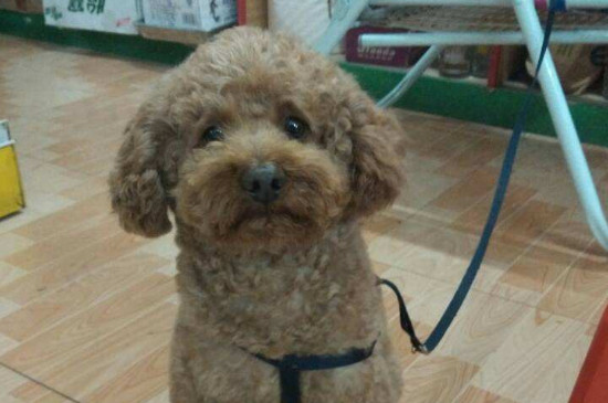泰迪狗可以吃什么饭
