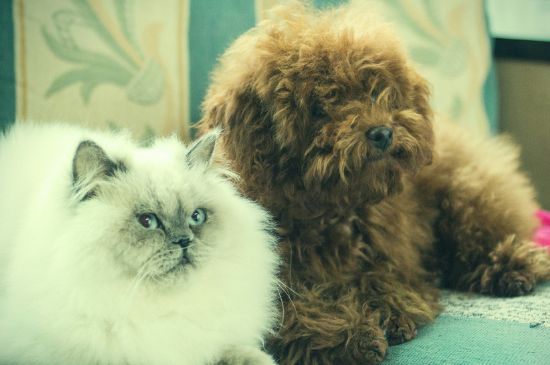 泰迪犬为什么喜欢日