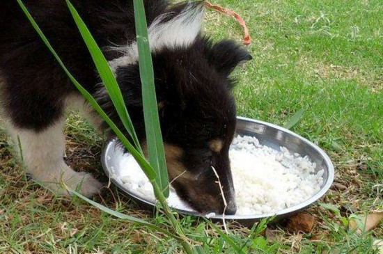 狗狗能吃饭吗