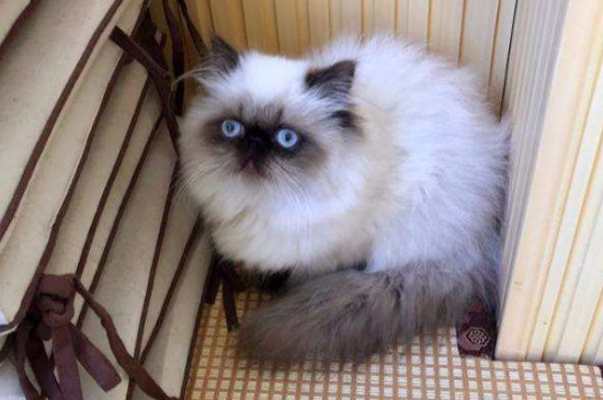 大猫到新环境怎么安抚