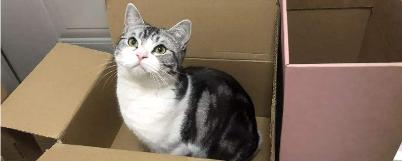 一个月的小猫可以吃猫粮吗
