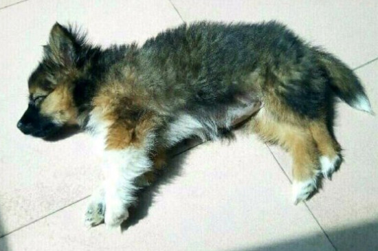 土狗为什么不怕冷