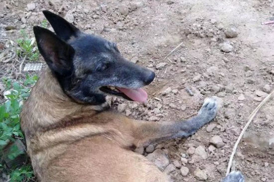 为什么马犬不合适家养