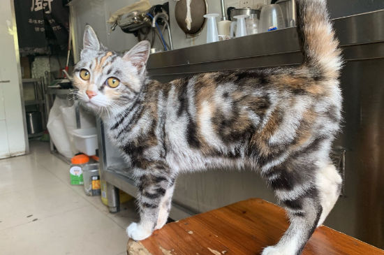 猫总是乱撒尿