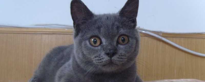 猫咪多久吐一次毛球