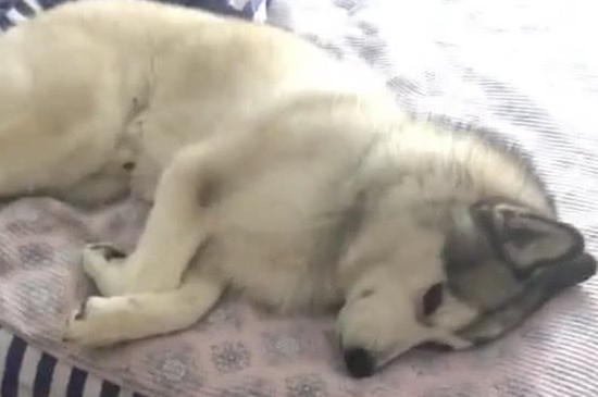 狗狗可以吃水煮虾吗