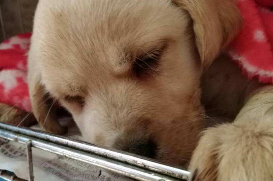 幼犬得了细小怎么办，禁食禁水送医救治避免病情加重
