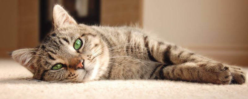 猫咪在被窝里睡觉会不会闷死