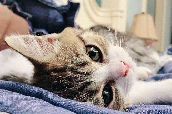 猫吃了蟑螂药