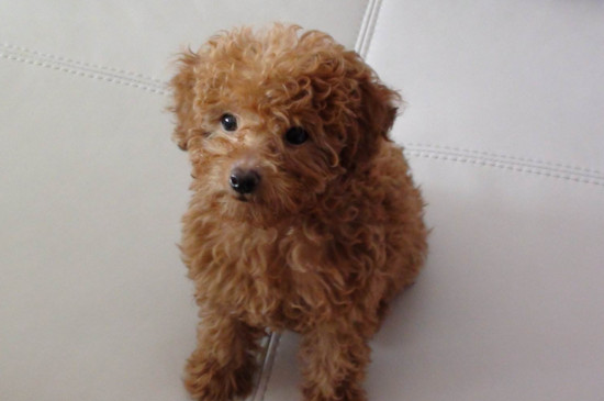 泰迪犬吃什么食物好