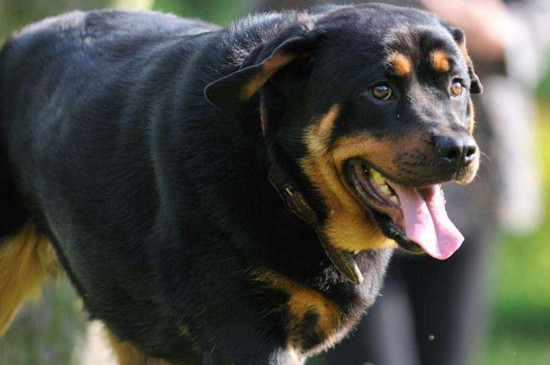 养罗威纳犬的坏处