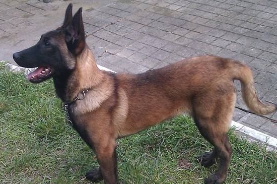 为什么养马犬的人少，4个缺点导致马犬没人养