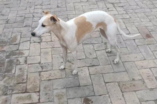 惠比特犬咬人吗