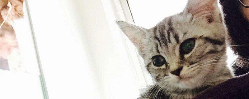 小猫又拉又吐怎么回事