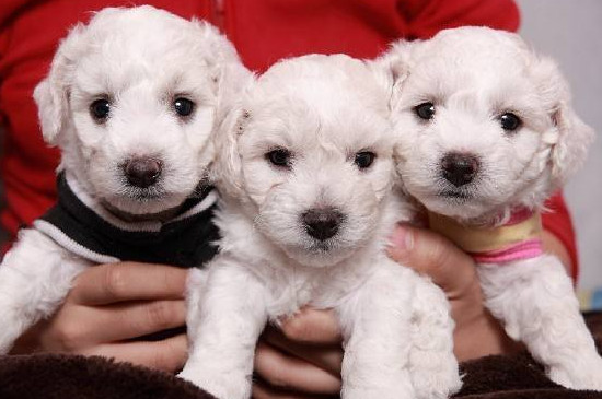 比熊犬口臭怎么办