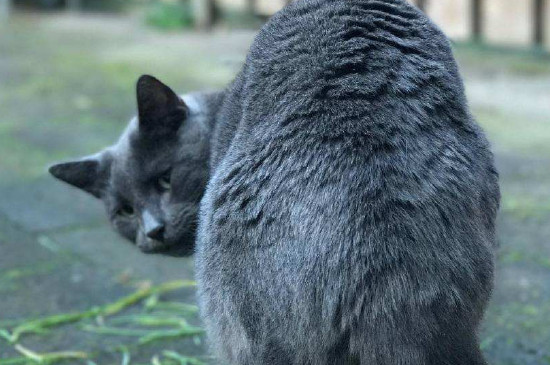 猫可以吃生鸡肉吗