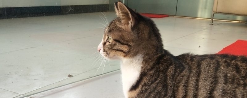 家里养猫咪用什么消毒