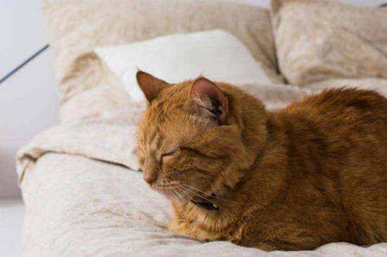 猫咪可以自己在家多久