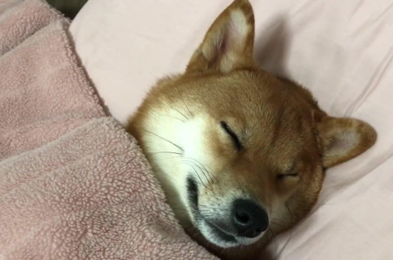 冬天狗狗需要盖被子吗