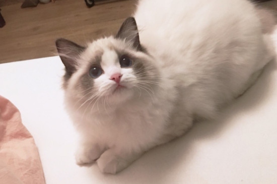 布偶猫头怎么养大