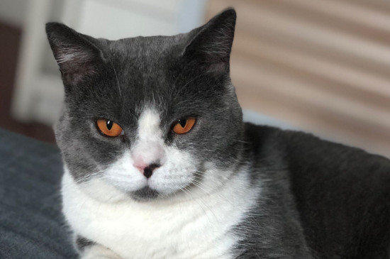 猫总吐怎么回事