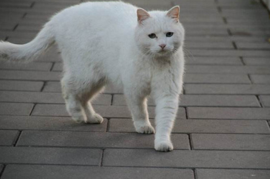 猫散养注意事项