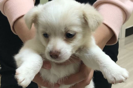 狗狗得狂犬病十天会死