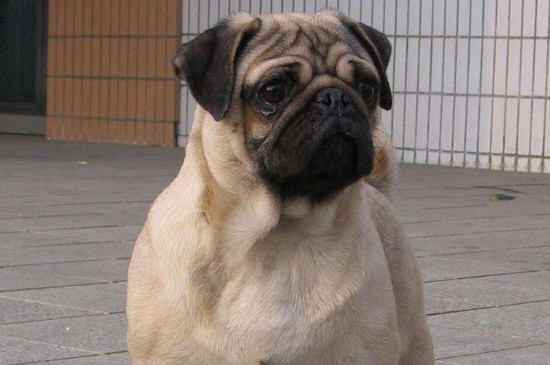 为什么巴哥犬刚开始养就后悔