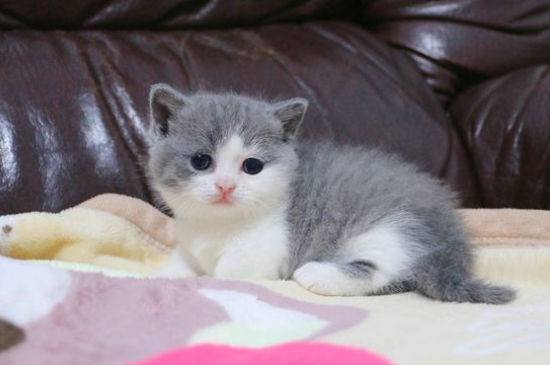 矮脚猫好养吗