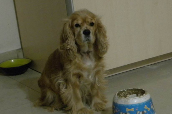 可卡犬为什么没人养