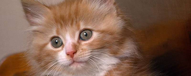 猫咪流口水,透明的不臭