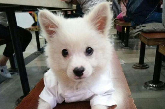 幼犬能吃苹果吗，狗狗2个月后能够吃苹果
