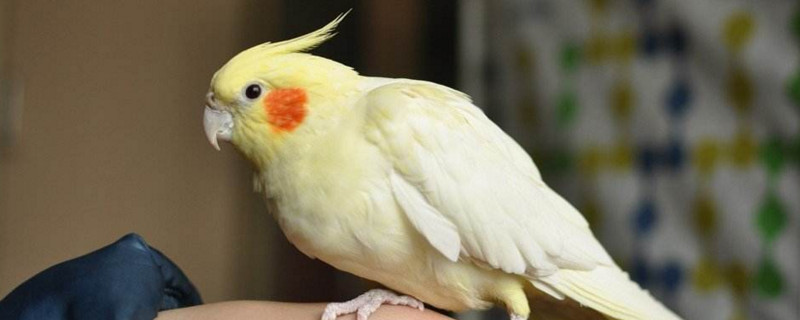 玄凤鹦鹉冬天怎么养