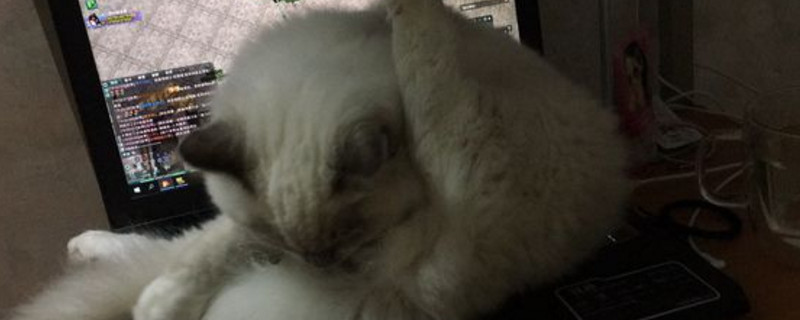 公猫绝育后多久可以洗澡