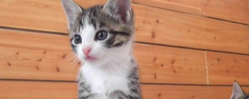 猫打针的疫苗顺序