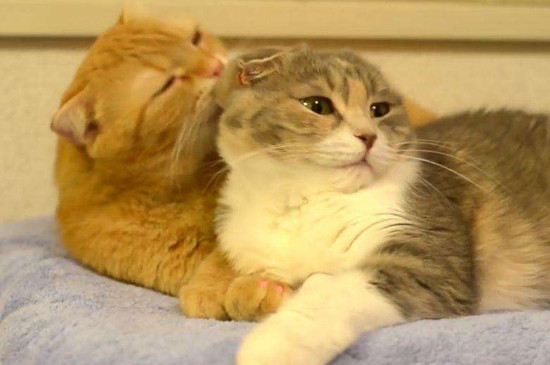 养两只猫和一只猫的区别
